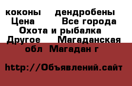 коконы    дендробены › Цена ­ 25 - Все города Охота и рыбалка » Другое   . Магаданская обл.,Магадан г.